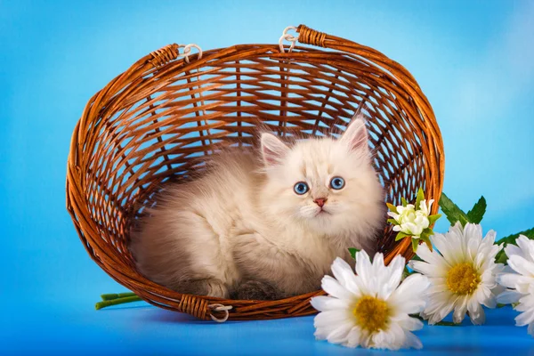 Neva mascarada gatinho na cesta — Fotografia de Stock