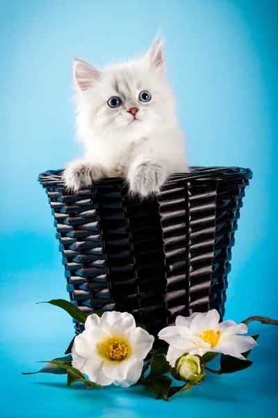 涅瓦河化装舞会小猫在篮子里 — 图库照片