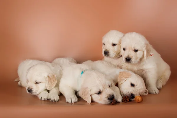 Grupo de lindos cachorros labrador —  Fotos de Stock