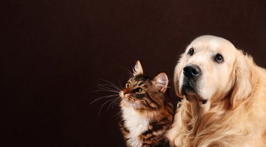 Kedi ve köpek, Sibirya yavru kedi, golden retriever solda görünüyor