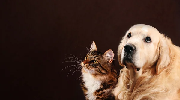 Kat en hond, Siberische kitten, golden retriever kijkt naar links Rechtenvrije Stockafbeeldingen