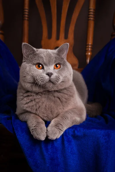 Purebred British Shorthair cat on a chair — Stock Photo, Image