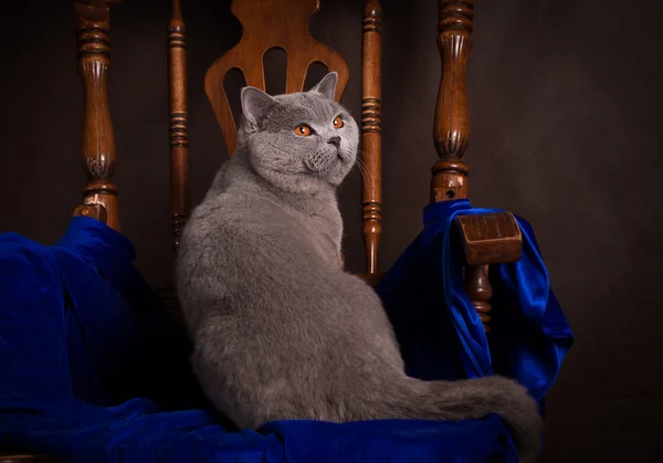 Purebred British Shorthair cat on a chair — Stock Photo, Image