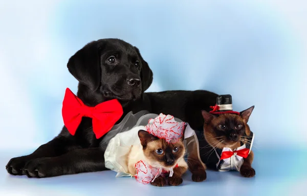 Kočka a pes, pár mekong bobtail rajský protlak do svatebních kostýmů, černý labrador, ženich, nevěsta na modrém pozadí — Stock fotografie