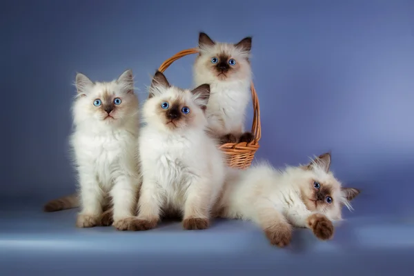 Quatre chatons masqués Neva sur fond bleu — Photo