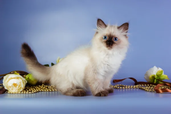 Neva masquerade kattunge på blå bakgrund — Stockfoto