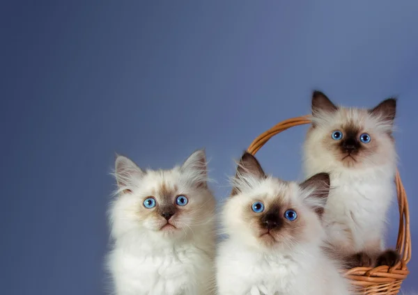 Trois chatons masqués Neva sur fond bleu — Photo