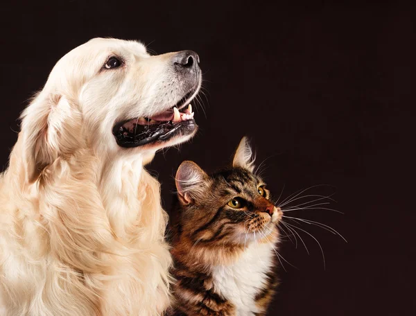 Gato y perro, gatito siberiano, golden retriever mira a la derecha — Foto de Stock