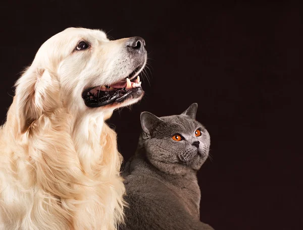 Kat en hond, Brits korthaar, golden retriever kijkt naar rechts Stockafbeelding