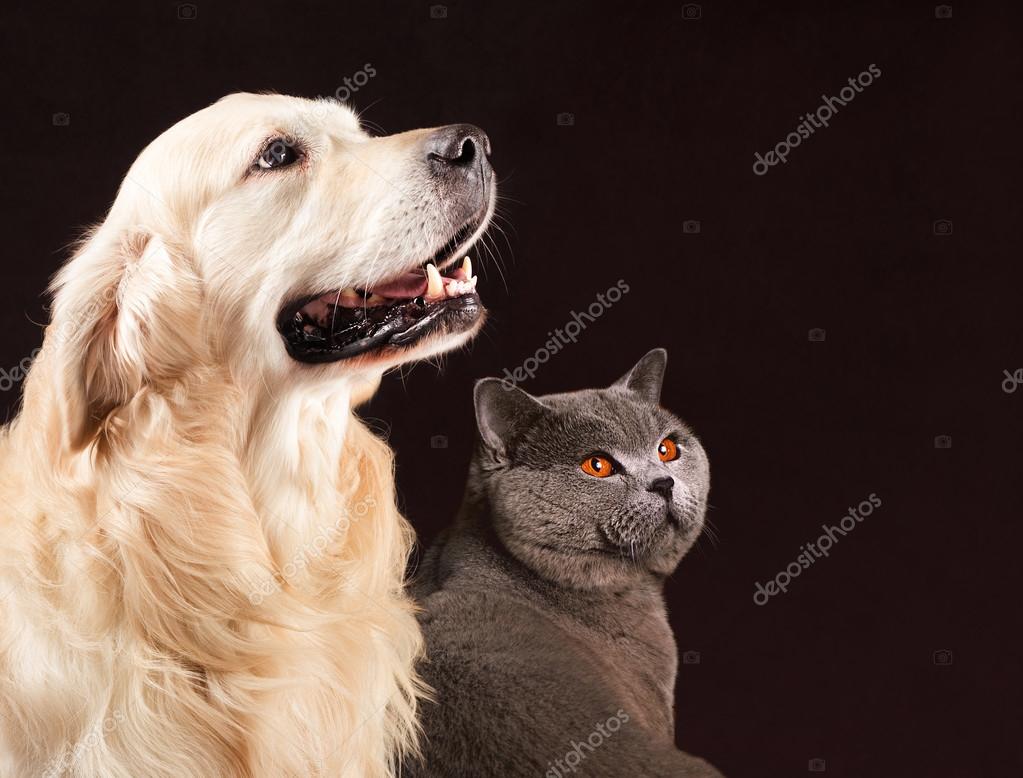Cat and dog, British Shorthair , golden retriever looks at right Stock  Photo by ©tania.wild 124583474