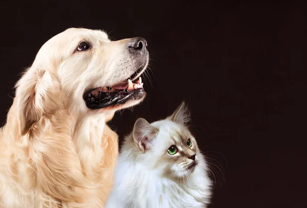 Kat en hond, Siberische kitten, gouden retriever kijkt naar rechts Stockafbeelding