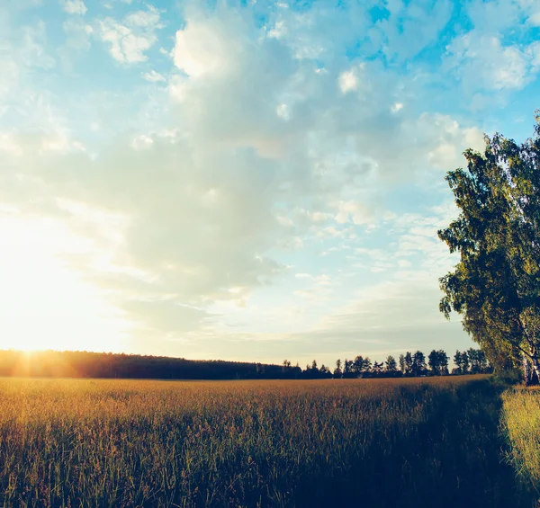 Puesta de sol sobre el campo — Foto de Stock