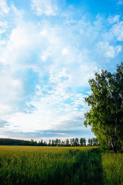 Nubes azules sobre un campo de hierba — Foto de Stock