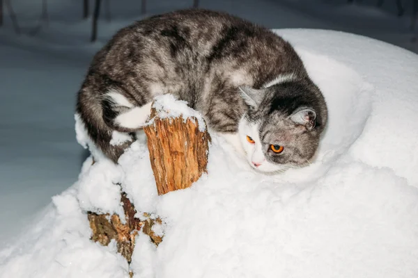 Gato cinzento sentado na neve — Fotografia de Stock