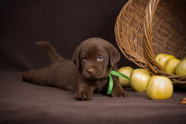 Chocolate labrador puppy lying on a brown background near basket of apples and looking at the camera