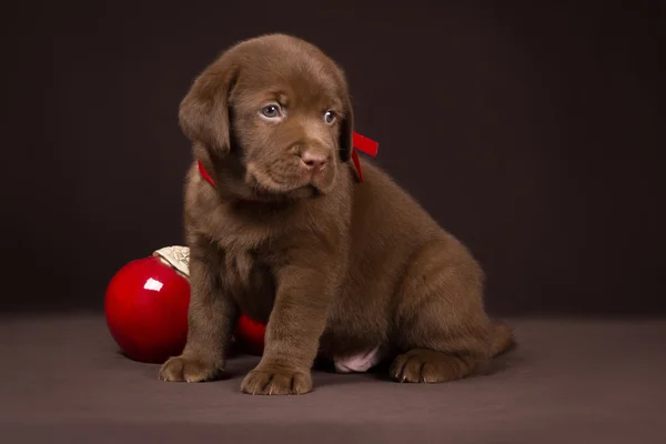 Шоколадный щенок лабрадор сидит на коричневом фоне рядом с красными яблоками и смотрит в сторону — стоковое фото