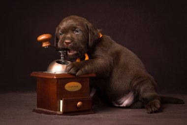 Çikolata labrador köpek yavrusu kahverengi zemin üzerinde oturan ve ahşap bir kahve öğütücü kemiren