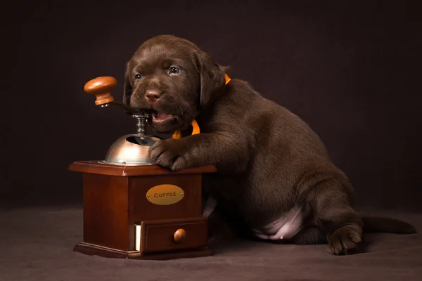 Chocolate labrador puppy sitting on brown background and gnaws a wooden coffee grinder — Stock Photo, Image