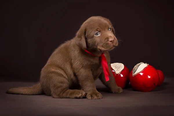 Cãozinho labrador de chocolate sentado em um fundo marrom perto de maçãs vermelhas e olhando para longe — Fotografia de Stock