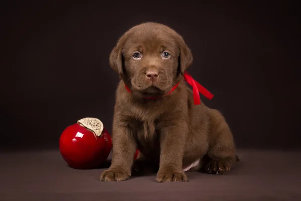 Chocolate labrador puppy sitting on a brown background near red apples and looking  to  the camera — Stock Photo, Image