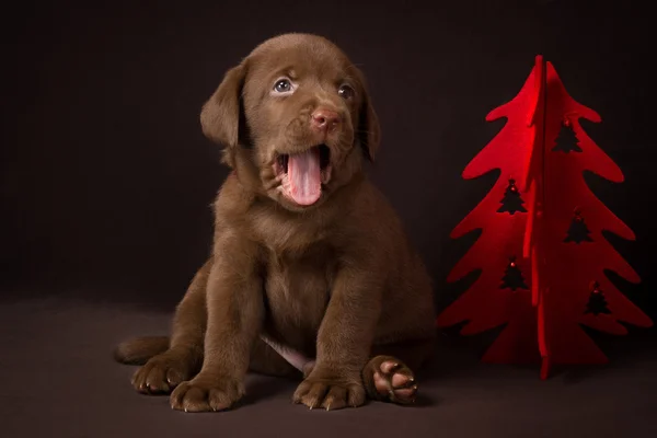 Cioccolato labrador cucciolo seduto su sfondo marrone vicino all'albero di Natale e sbadiglia — Foto Stock