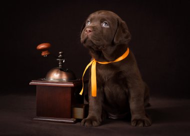 Ahşap kahve öğütücü yakınındaki kahverengi zemin üzerine oturan ve ararken çikolata labrador köpek yavrusu