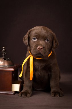 Ahşap kahve öğütücü yakınındaki kahverengi zemin üzerine oturan ve kameraya bakarak çikolata labrador köpek yavrusu