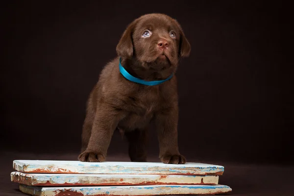 Cioccolato labrador cucciolo in piedi su una tavola dipinta e guardando in alto . — Foto Stock