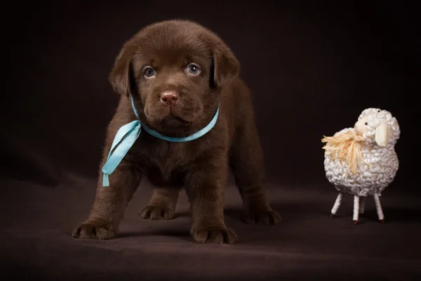 Chocolate labrador puppy standing next to white decorative sheep on a brown background. — Stock Photo, Image