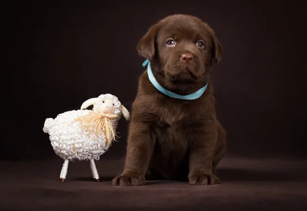 Шоколадный щенок лабрадор сидит рядом с белыми декоративными овцами на коричневом фоне . — стоковое фото