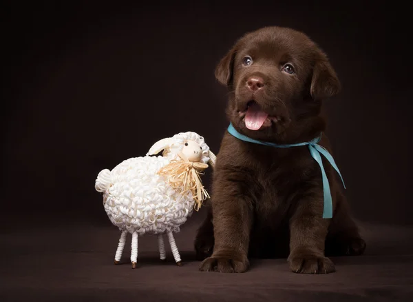 Chocolate labrador puppy sitting next to white decorative sheep on a brown background. — Stock Photo, Image