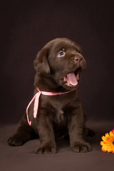 Chocolate labrador puppy sitting on brown background and yawns — Stock Photo, Image