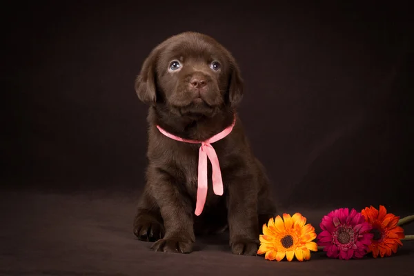 Chocolate labrador puppy sitting on brown background near flowers and looks at the top — Stock Photo, Image