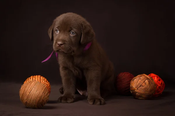 Шоколадный щенок лабрадор сидит на коричневом фоне — стоковое фото