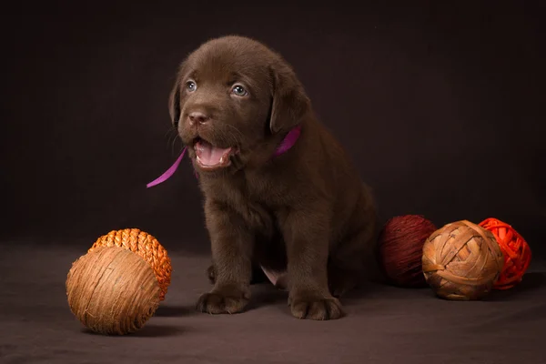 Chocolate labrador puppy sitting on a brown background — Stock Photo, Image