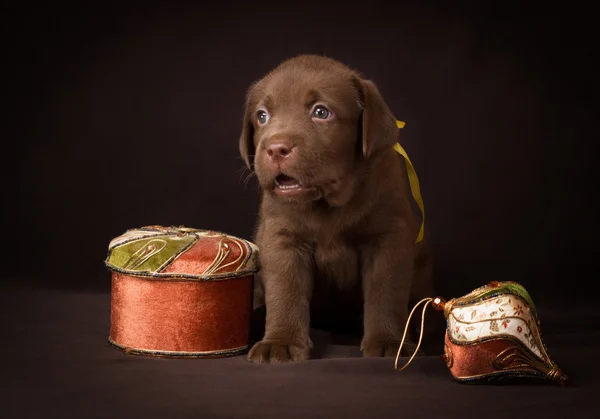 Cioccolato labrador cucciolo seduto su uno sfondo marrone — Foto Stock