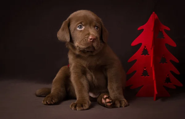 Chocolate labrador puppy sitting on brown background near the Christmas tree — Stock Photo, Image