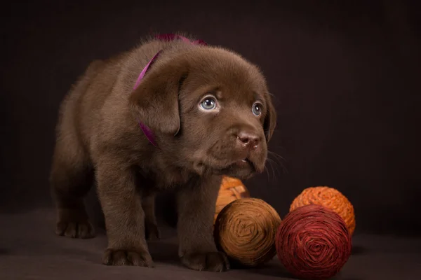 Шоколадный щенок лабрадор стоит на коричневом фоне — стоковое фото
