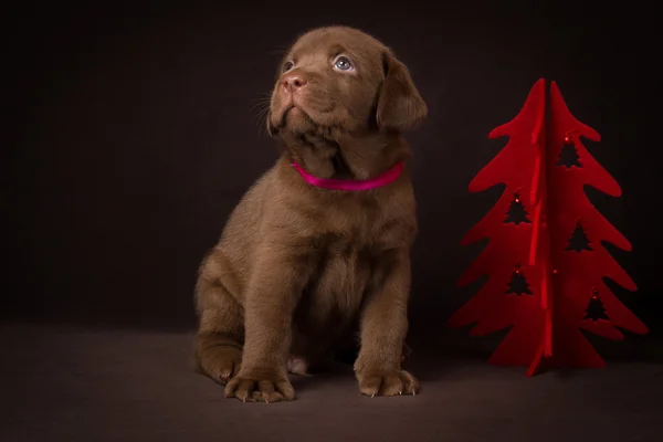 Chocolate labrador puppy sitting on brown background near the Christmas tree