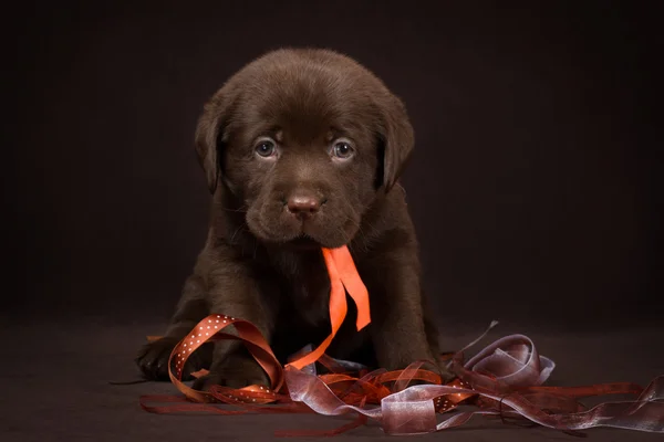 Choklad labrador valp sitter på brun bakgrund — Stockfoto