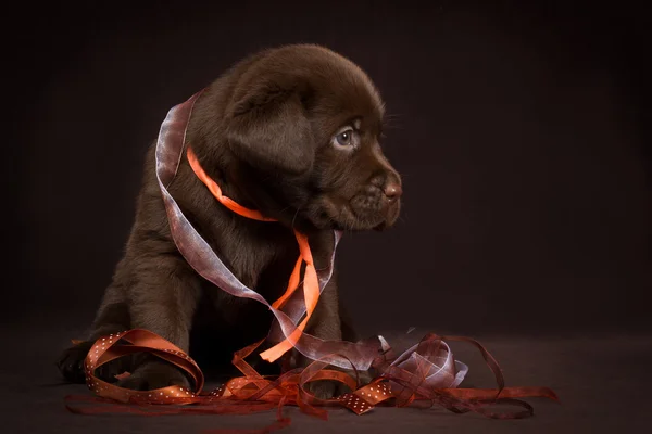 Chocolate labrador puppy sitting on a brown background — Stock Photo, Image