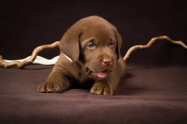 Chocolate labrador cachorro deitado em um fundo marrom — Fotografia de Stock