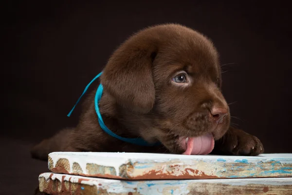 Chocolate labrador puppy lying on the colored boards. Brown background. — Stock Photo, Image