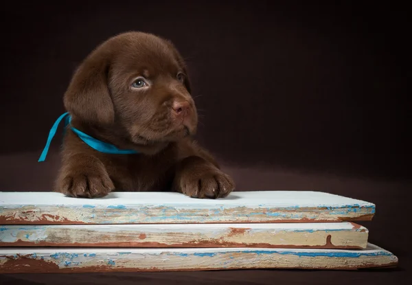 Chocolate labrador puppy lying on the colored boards. Brown background.