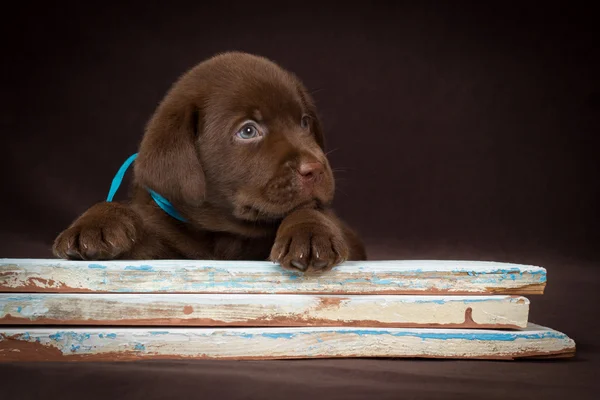 Chocolate labrador puppy lying on the colored boards. Brown background. — Stock Photo, Image