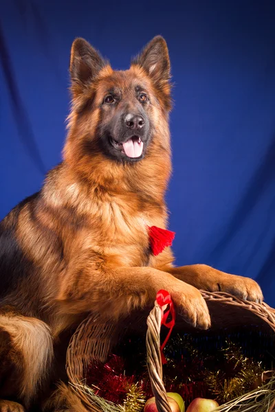 German shepherd put his paws on a wicker basket. Blue background. — Stock Photo, Image