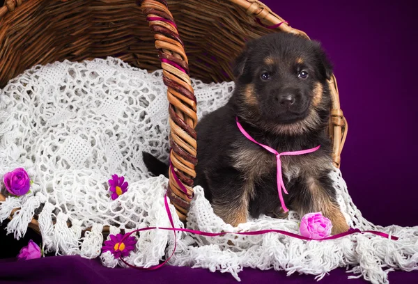German shepherd puppy sitting in a basket. White lace veil. Purple background. — Stock Photo, Image