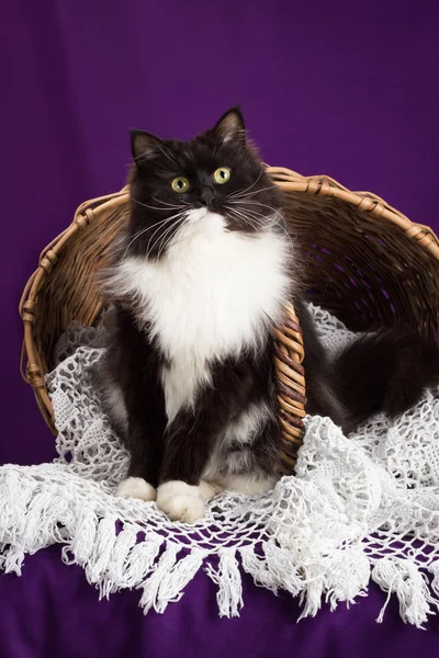 Schwarz-weiße flauschige Katze, die auf einem Spitzenschleier neben dem Korb sitzt. lila Hintergrund. — Stockfoto