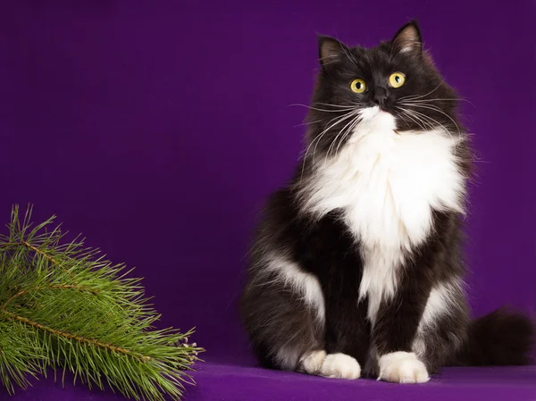 Schwarz-weiße flauschige Katze sitzt auf lila Hintergrund — Stockfoto