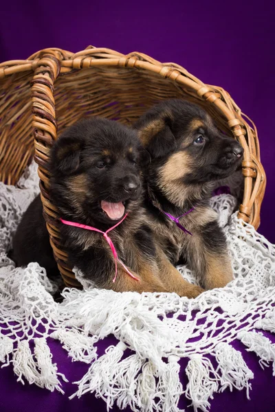 Cachorros pastores alemanes sentados en una canasta. Fondo púrpura . —  Fotos de Stock